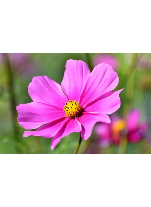 Cosmos, une plante à fleurs gracieuse et élégante