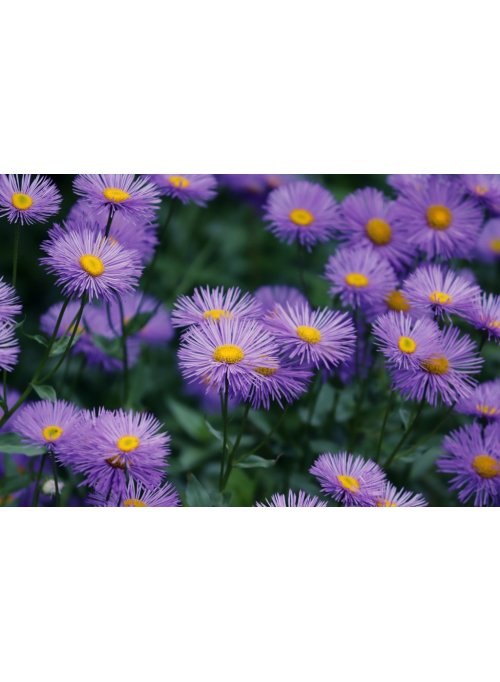 Aster, l’étoile lumineuse du jardin