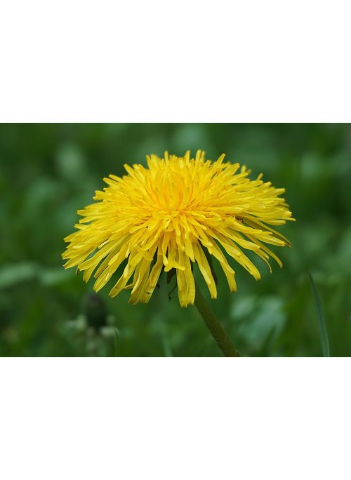 Le pissenlit ou la dent-de-lion
