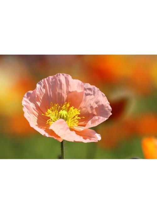 Pavot, une fleur lumineuse et séduisante