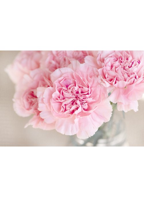 L’œillet, une jolie fleur d’été