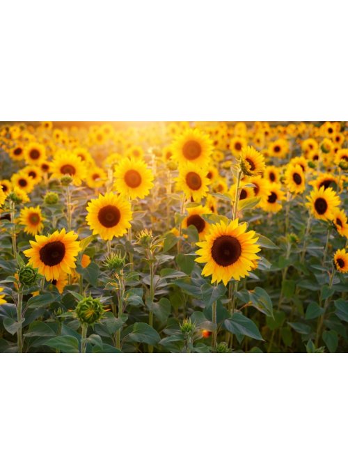 Le tournesol suit-il vraiment le soleil ?