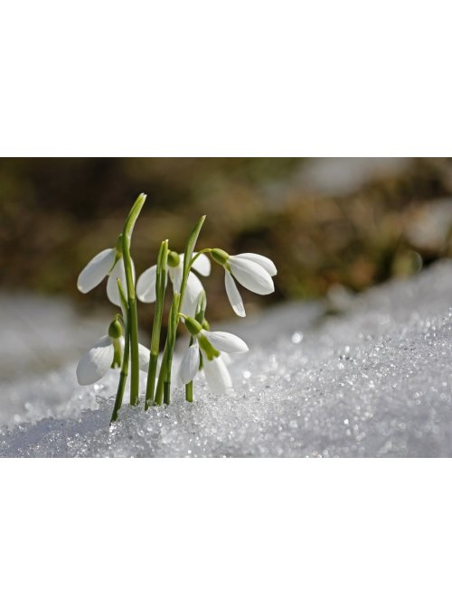 Perce-neige : la magnifique plante qui fleurit en hiver 