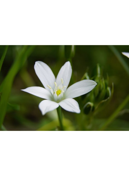 Ornithogale : une fleur aussi blanche que le lait