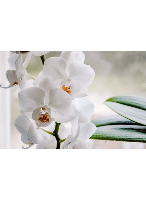 Pourquoi mon orchidée fait des feuilles, mais ne fleurit pas ?