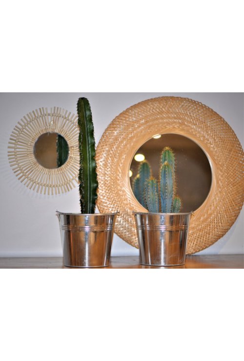 Le cactus, une plante stupéfiante