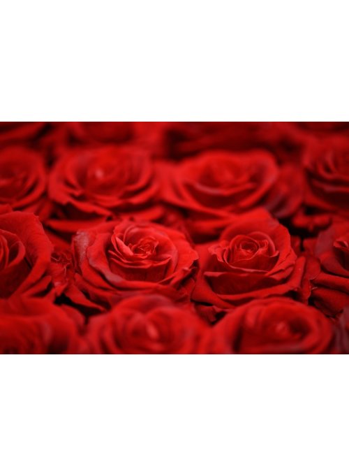 Combien de roses offrir pour la Saint-Valentin ?
