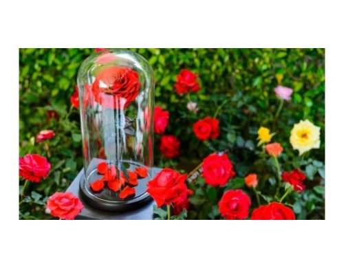 DIY - Comment faire des roses éternelles ?