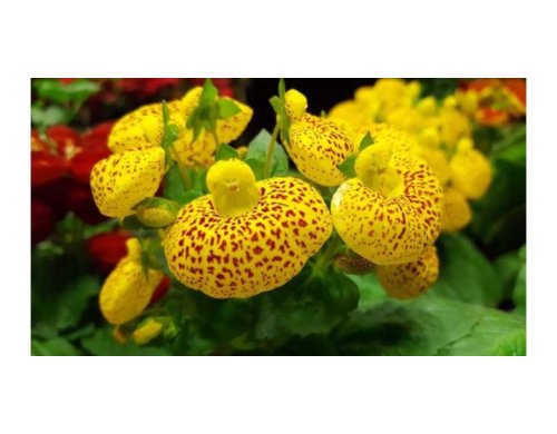 Sabot de Vénus, orchidée de la passion