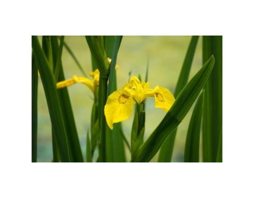 Iris jaune, la fleur de Lys