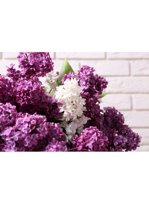 Lilas, la belle du printemps