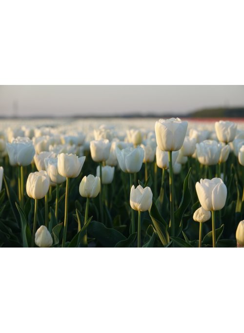 Tulipe, la fleur emblématique du printemps
