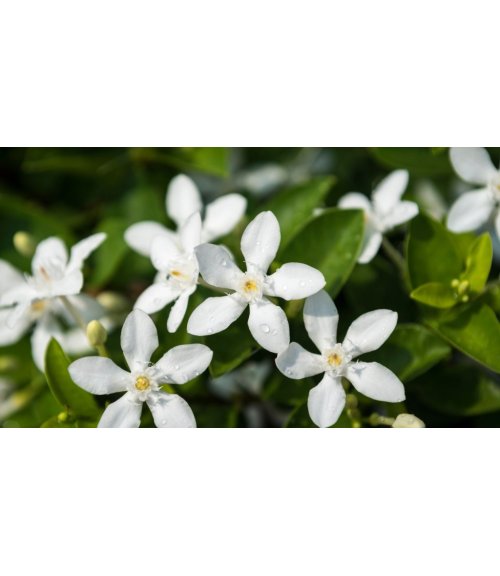 Comment faire fleurir son jasmin ?