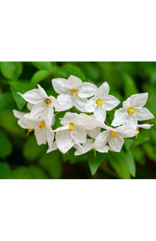 Le jasmin, un parfum d'Orient