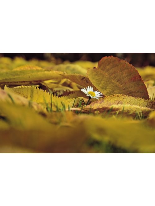 Les 10 plus belles fleurs d'automne