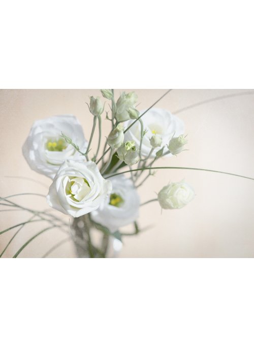Lisianthus (Eustoma)