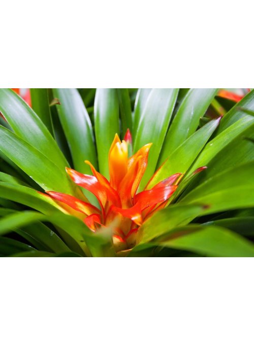 Guzmania, un atout de charme pour la maison