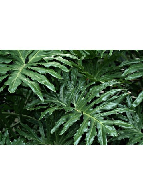 Le faux Philodendron