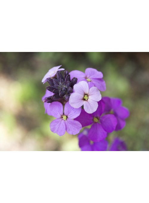 Giroflée, la sublime fleur des murailles