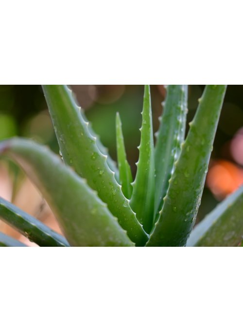 Aloe Vera, la plante aux nombreuses vertus