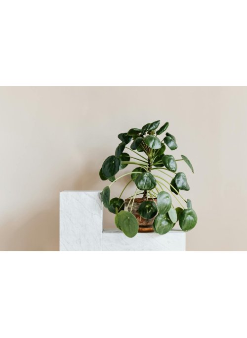 Le Pilea, une plante verte dépolluante