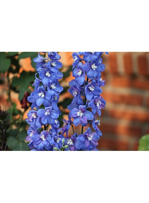 Pied d'alouette, la fleur de l'attachement