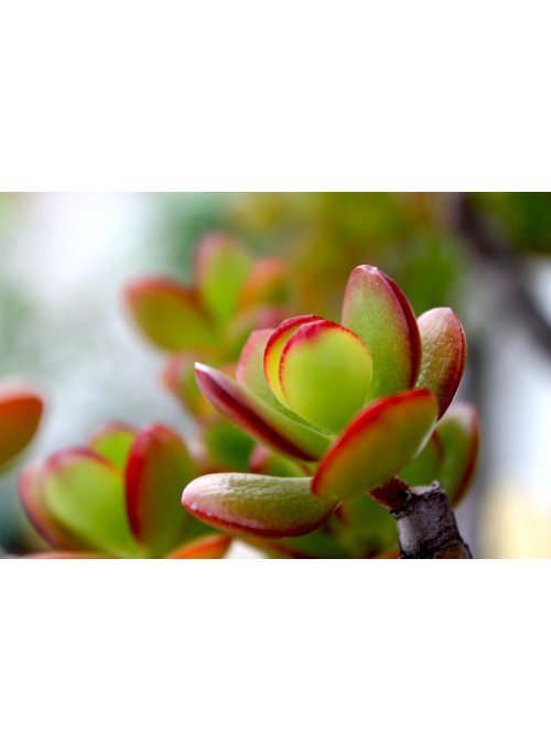 Crassula, l’irrésistible arbre de jade