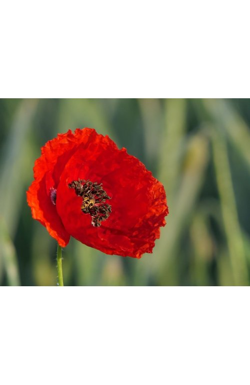 Le coquelicot ou pavot rouge