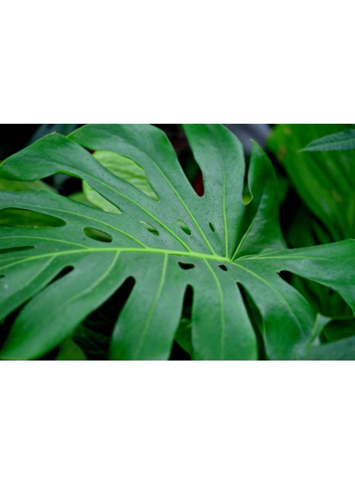 La Monstera, une plante dépolluante !