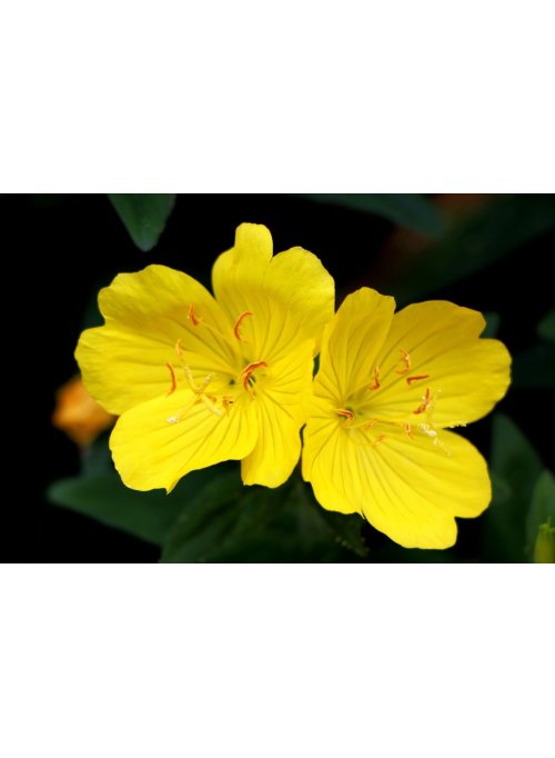 L’onagre, la fleur du bonheur