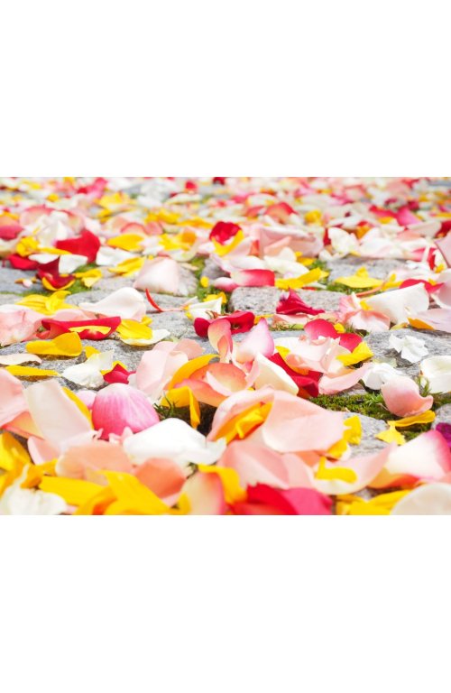 DIY : que faire avec des pétales de roses ?