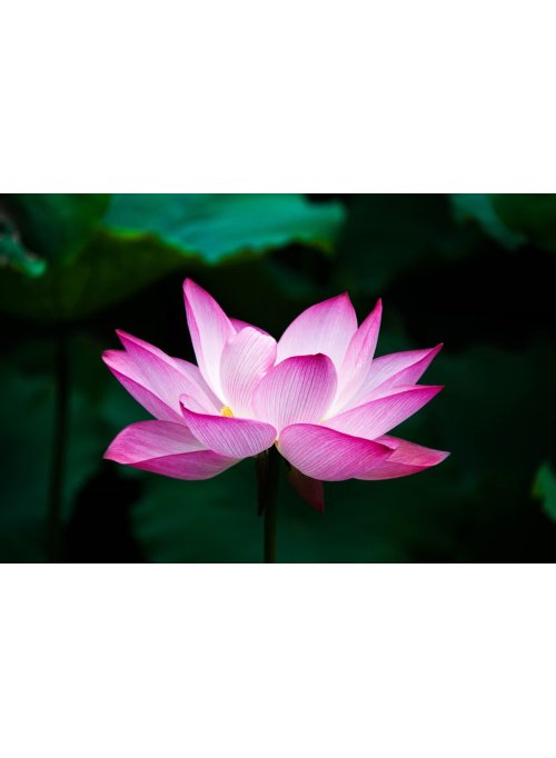 Lotus, la fleur sacrée
