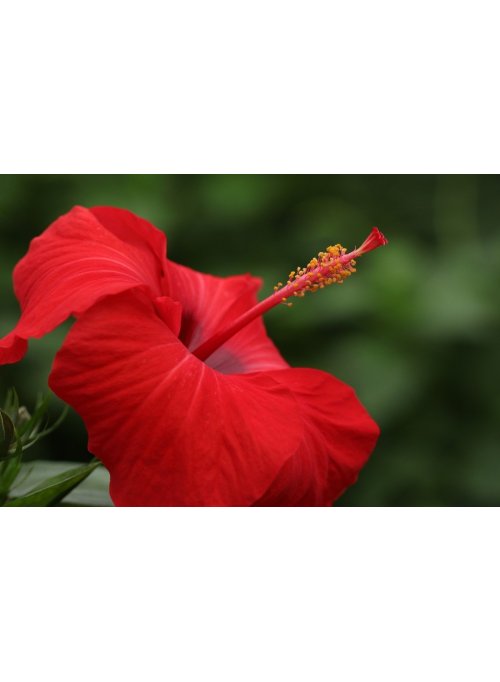 L’hibiscus, l’irrésistible fleur du paradis