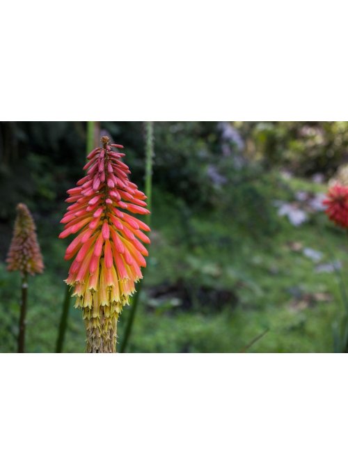 Le tritoma, les fleurs ardentes du tison de Satan