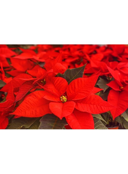 Comment faire rougir le poinsettia ?  