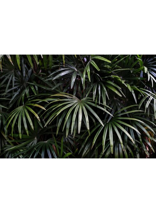 Le kentia, une plante verte dépolluante
