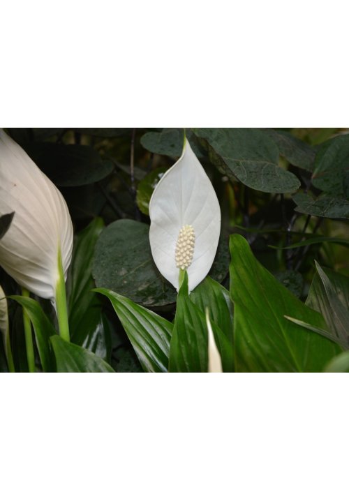 Spathiphyllum, la belle « fleur de lune »