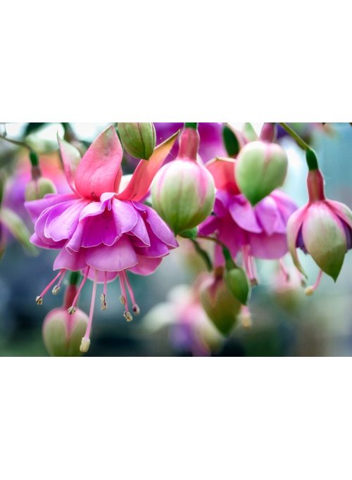 Le fuchsia, la fleur de l’amour