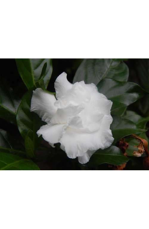 Gardénia : la beauté exotique par excellence
