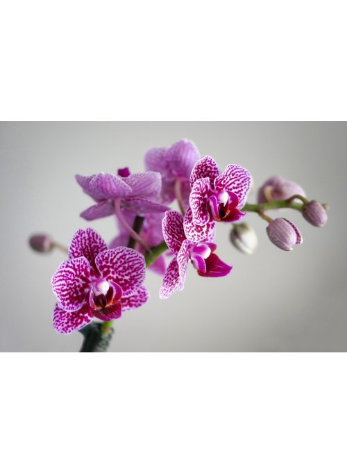  Orchidée, une fleur raffinée et décorative 