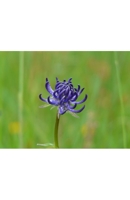 Raiponce, fleur du jardin et plante du potager 