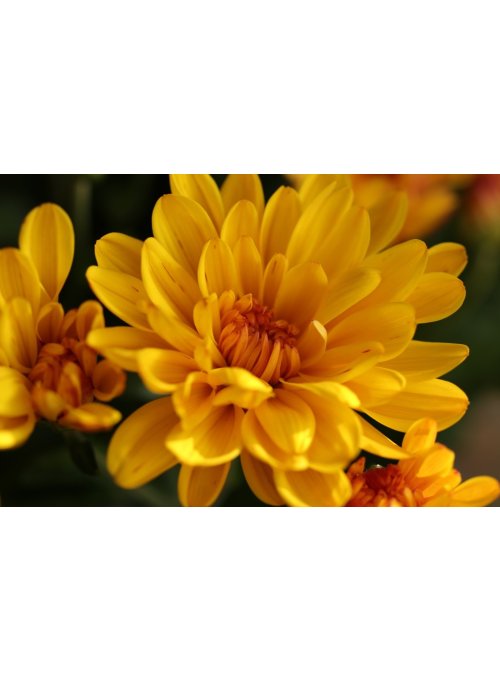 Le Chrysanthème ou la belle de l'automne