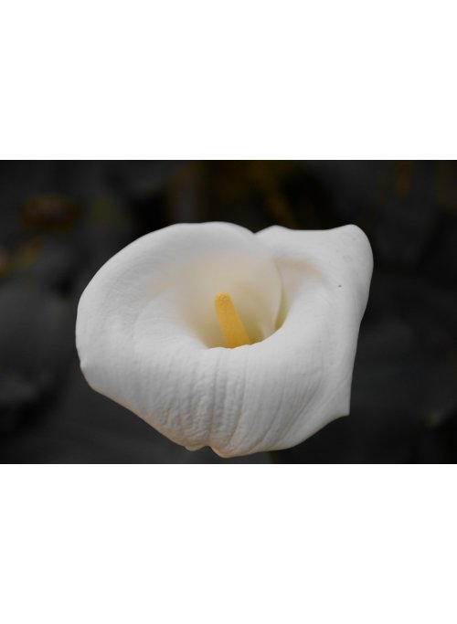Zantedeschia